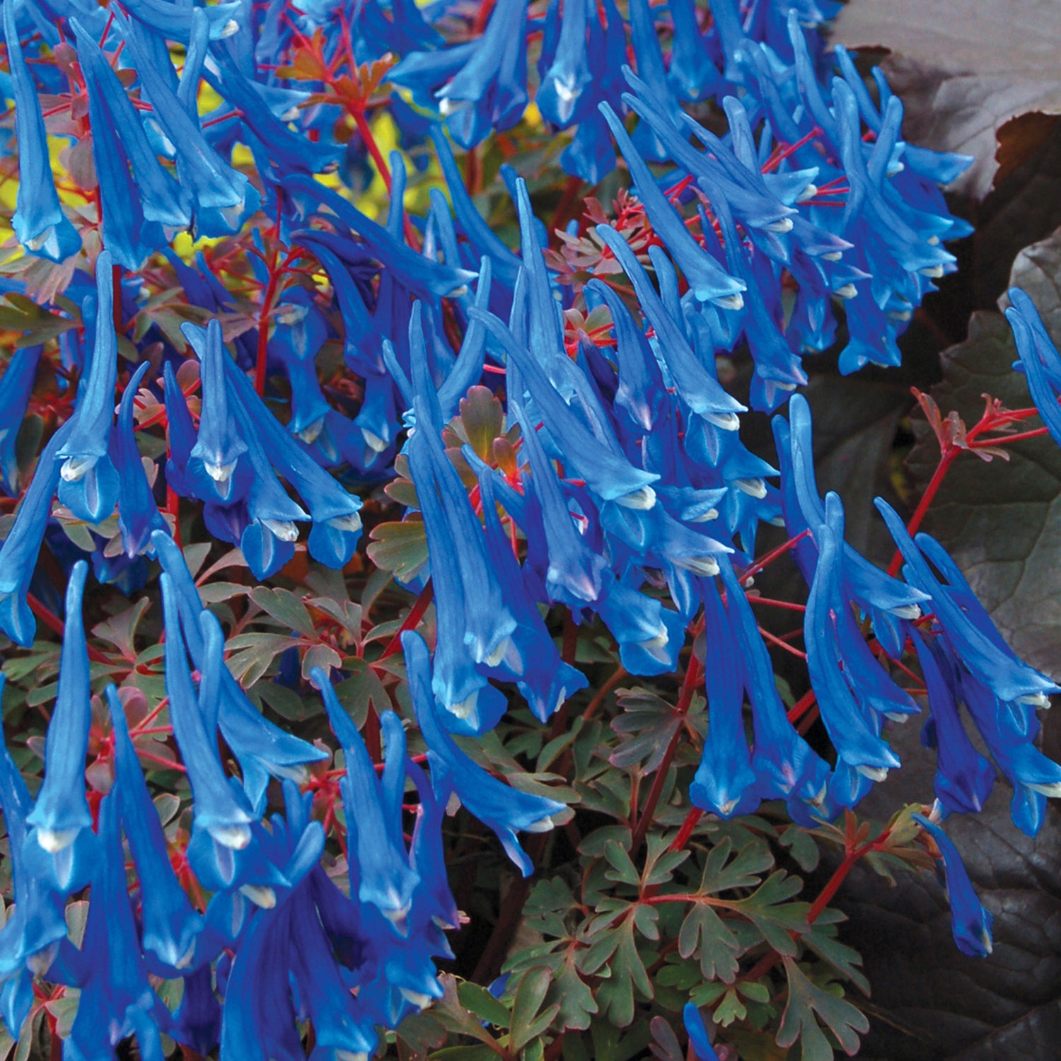 3 kpl Kiurunkannus ’Blue Heron’
