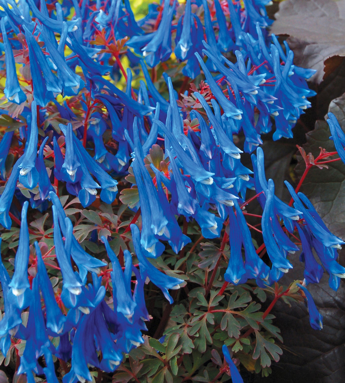 3 kpl Kiurunkannus ’Blue Heron’