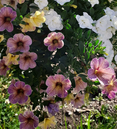 4 kpl Miljoonakello 'Blueberry Scone'