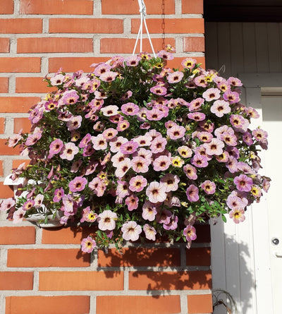 4 kpl Miljoonakello 'Blueberry Scone'