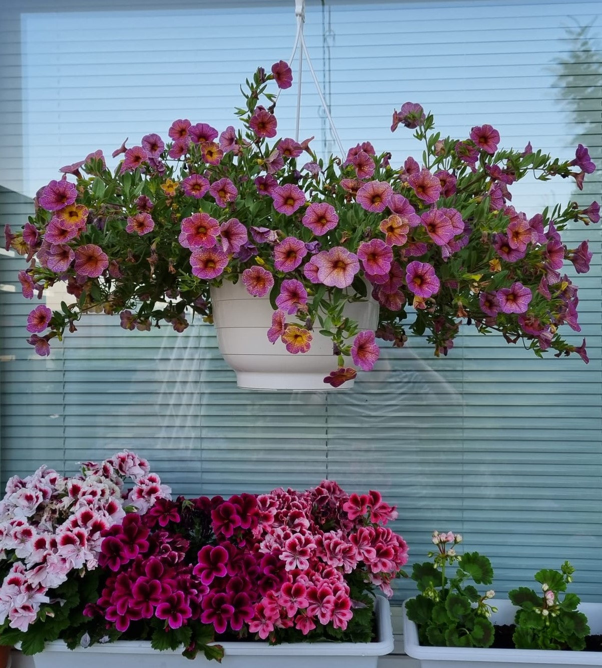 4 kpl Miljoonakello 'Blueberry Scone'