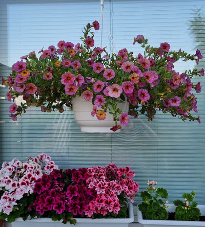 4 kpl Miljoonakello 'Blueberry Scone'