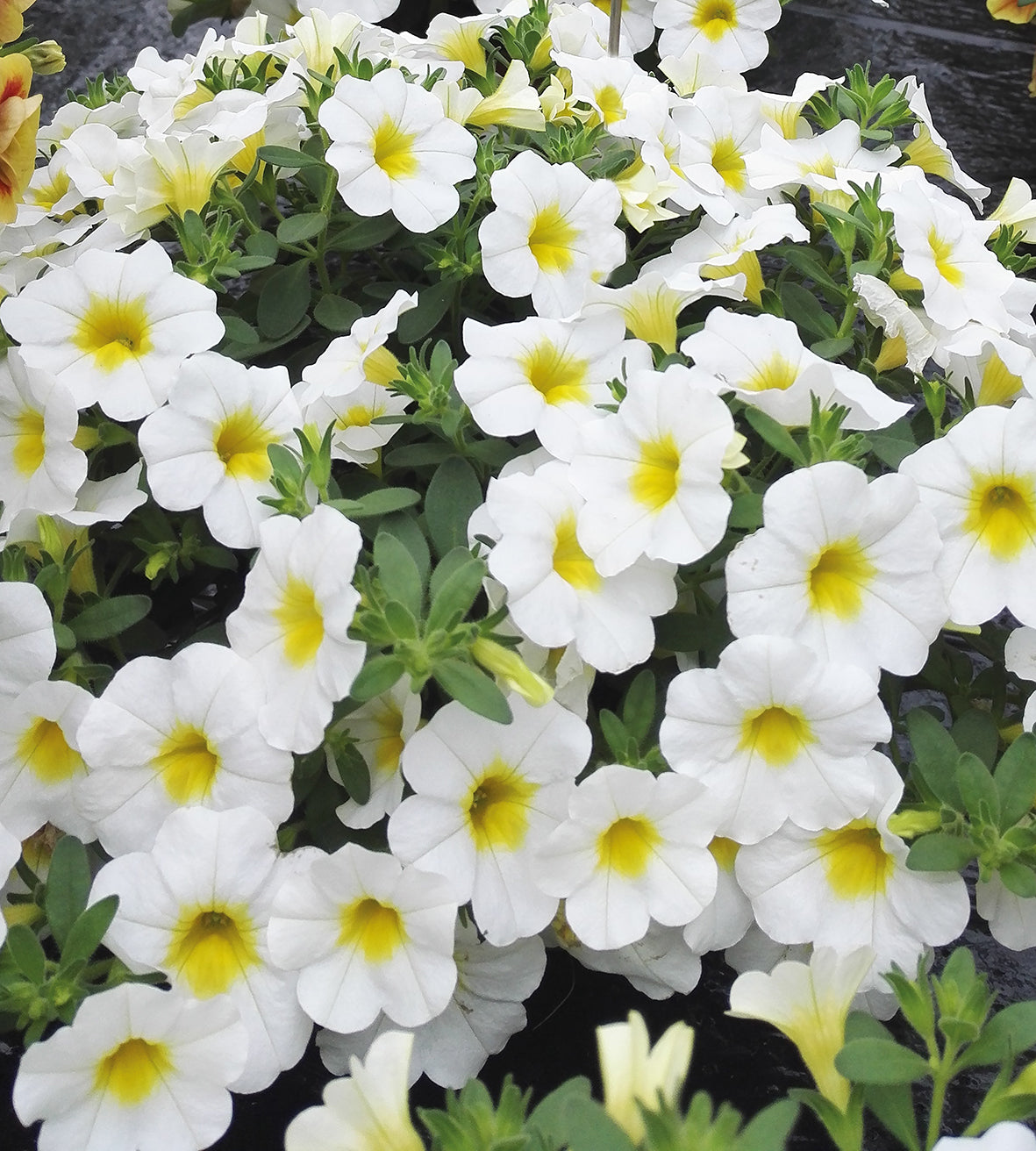 5 kpl Miljoonakello 'Uno White'