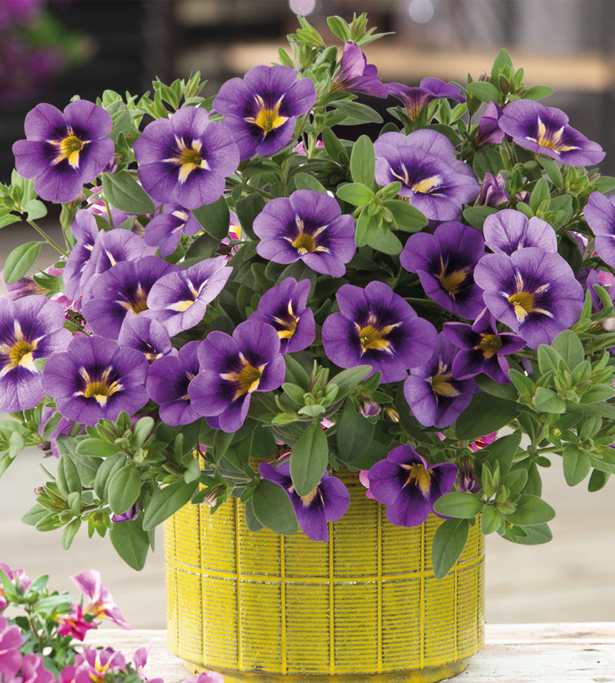 4 kpl Miljoonakello 'Bumble Bee Blue'