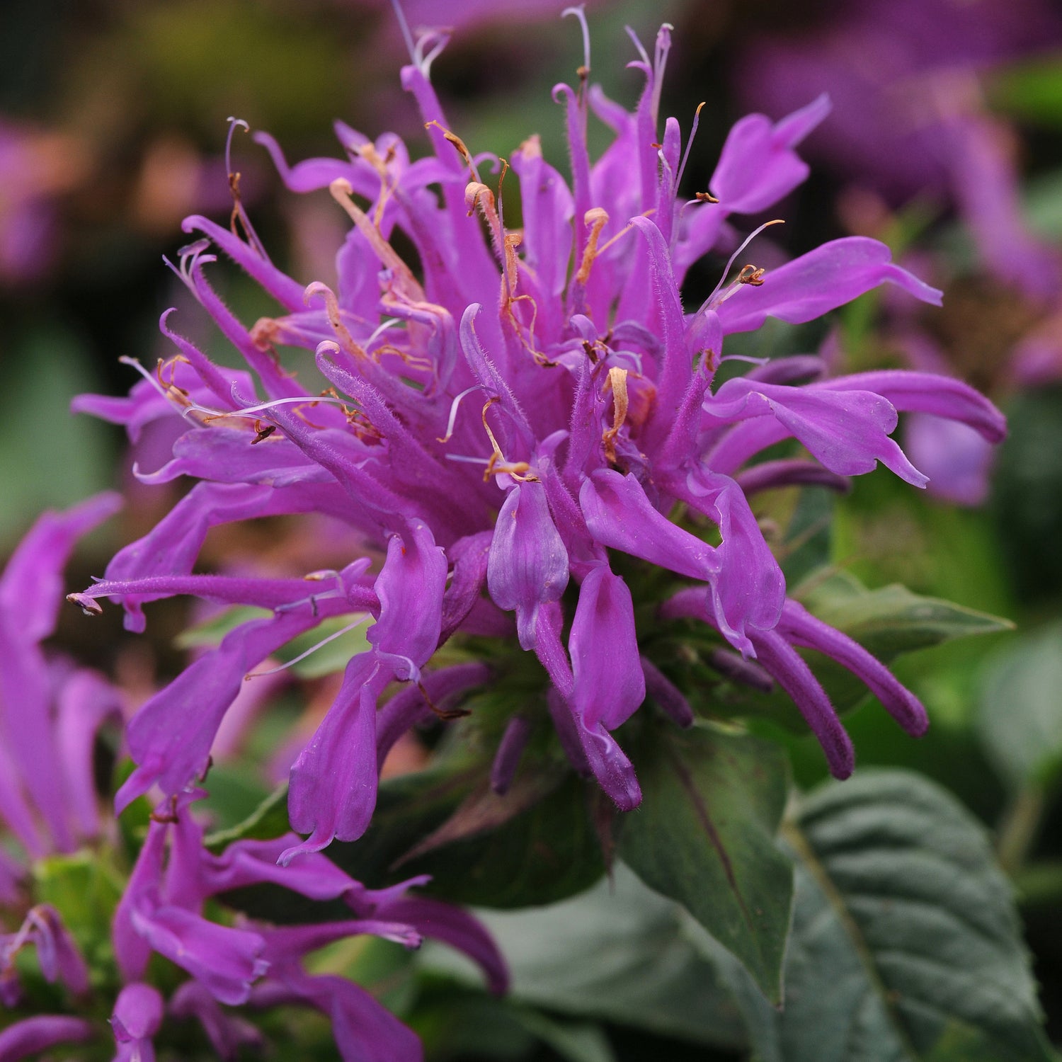 3 kpl Väriminttu ’Balmy Lilac’