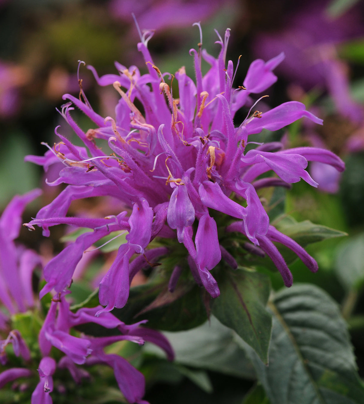 3 kpl Väriminttu ’Balmy Lilac’