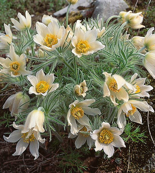 3 kpl Tarhakylmänkukka ’Alba’
