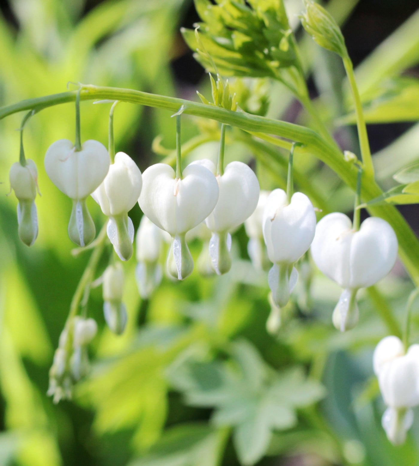 3 kpl Särkynytsydän 'Alba'