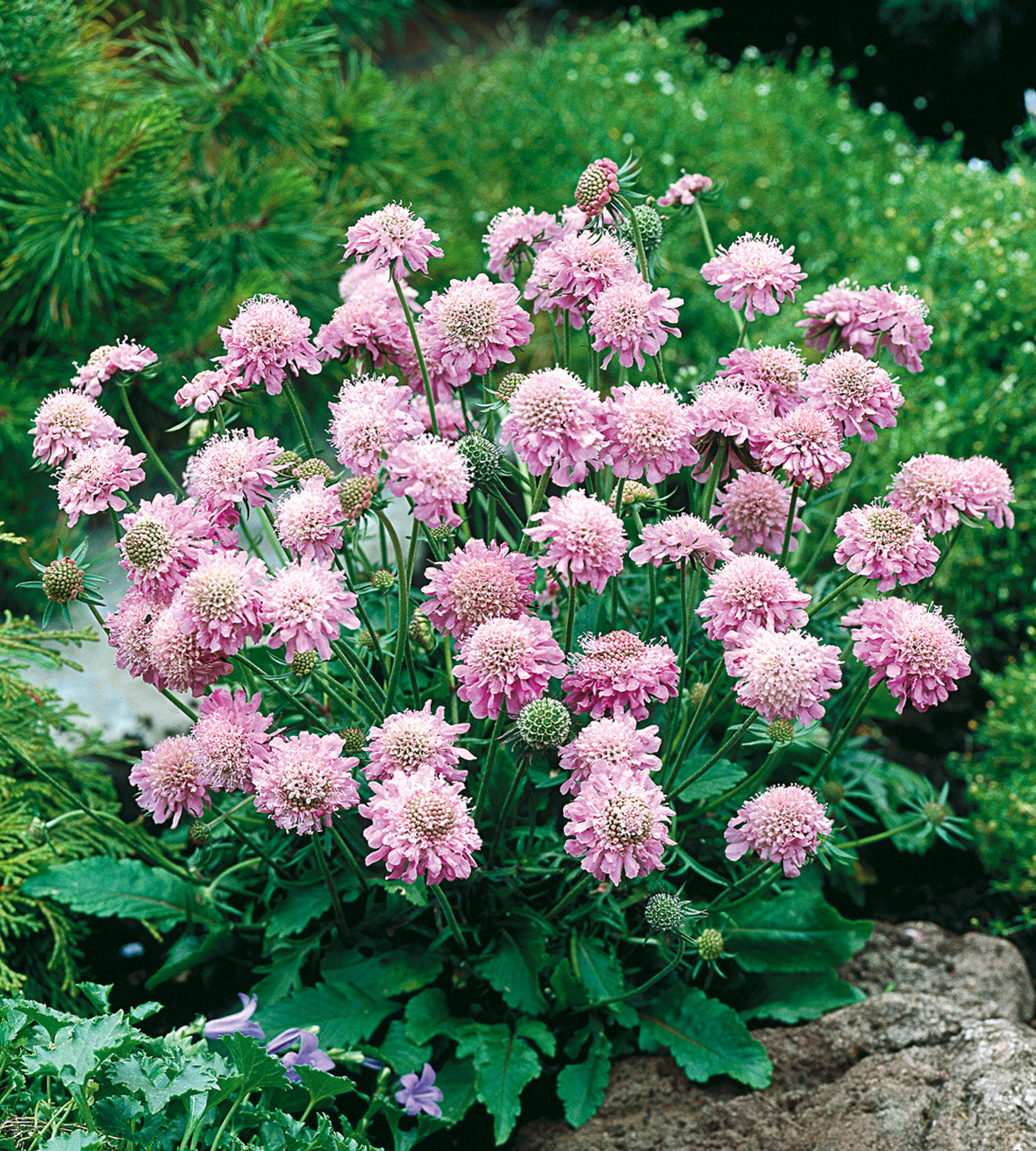 3 kpl Kivikkotörmäkukka ’Pink Mist’