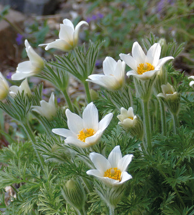 3 kpl Tarhakylmänkukka ’Alba’