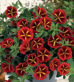 4 kpl Miljoonakello 'Red Kiss'