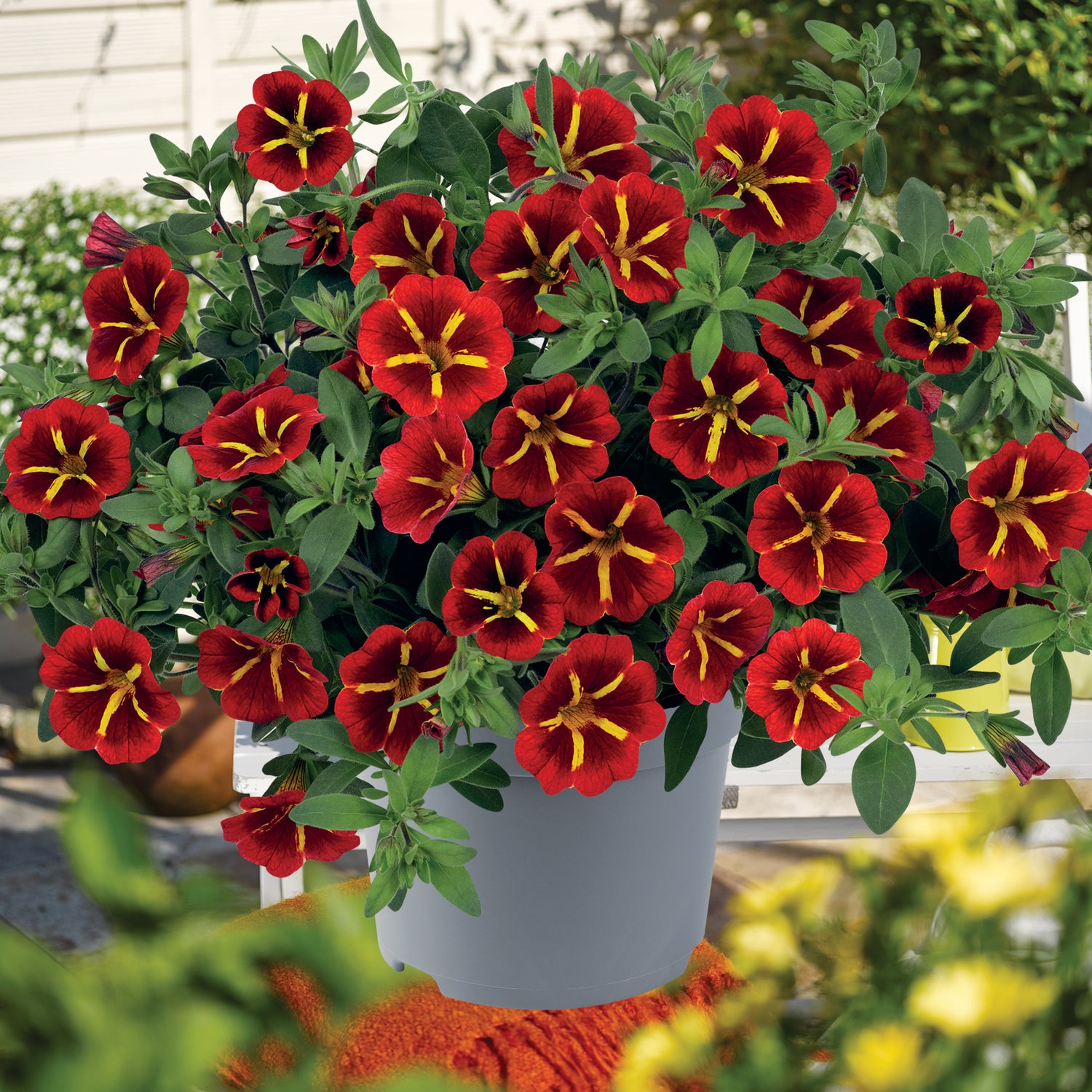 4 kpl Miljoonakello 'Red Kiss'