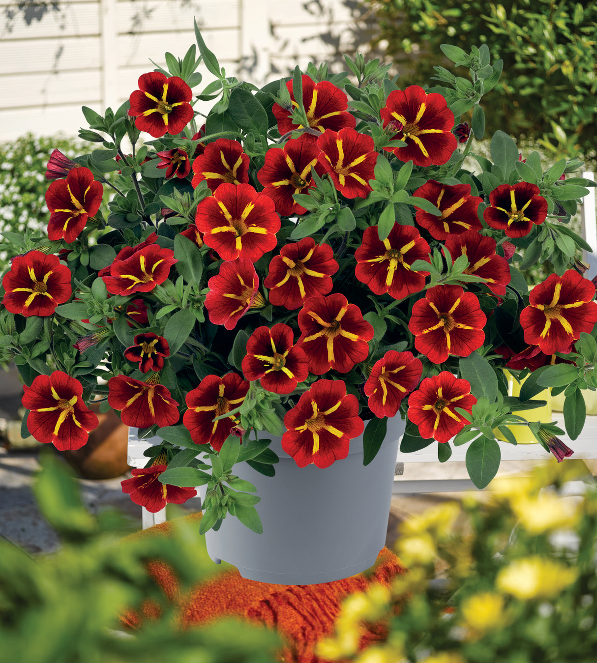 4 kpl Miljoonakello 'Red Kiss'