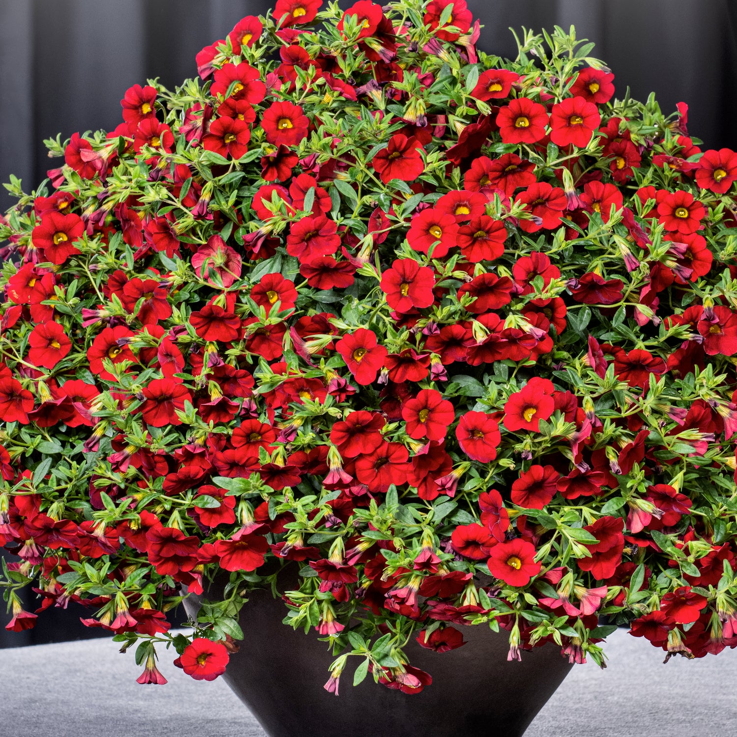 4 kpl Miljoonakello 'Early Bright Red'