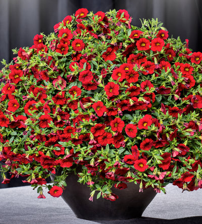 4 kpl Miljoonakello 'Early Bright Red'