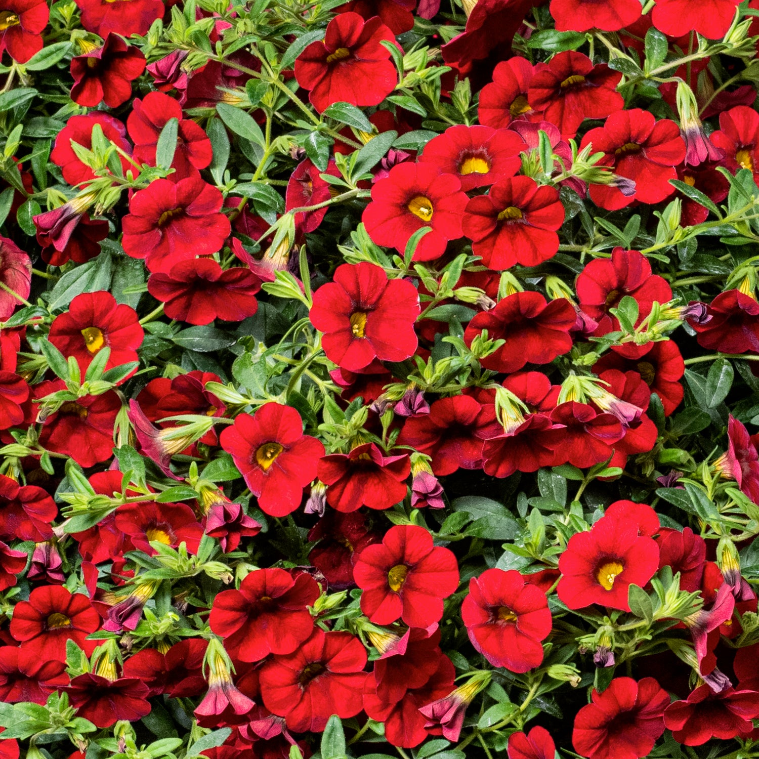 4 kpl Miljoonakello 'Early Bright Red'