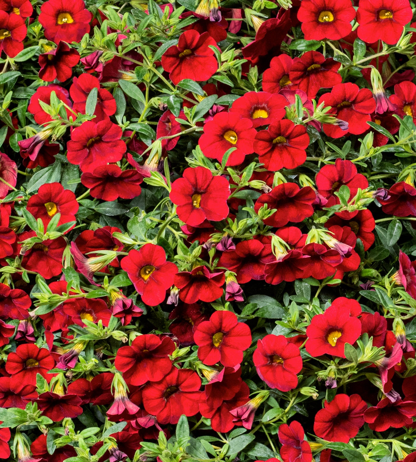 4 kpl Miljoonakello 'Early Bright Red'