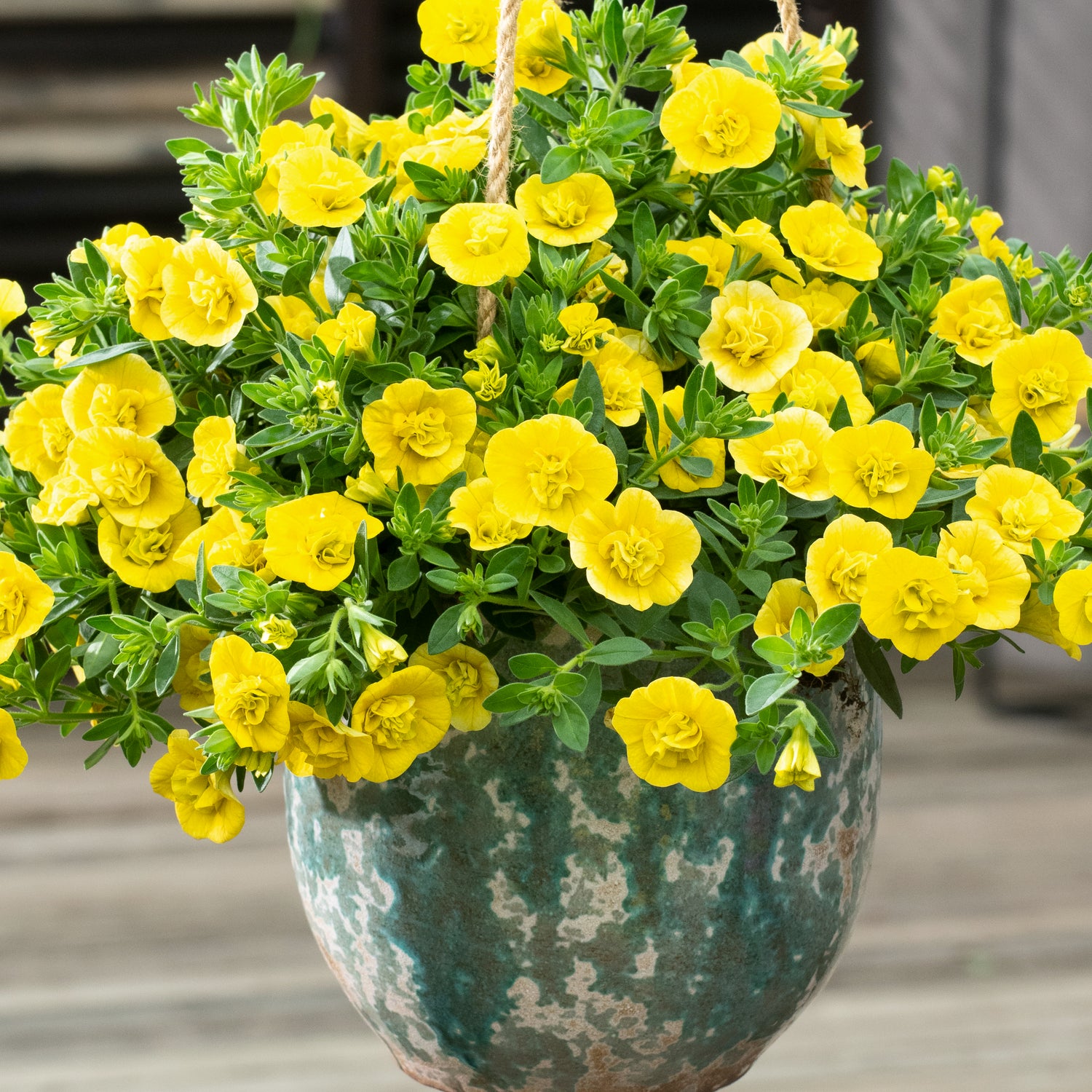 4 kpl Miljoonakello 'Double Yellow'