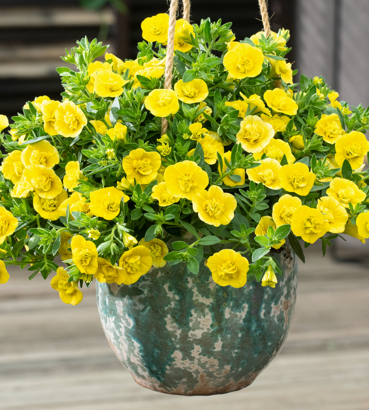 4 kpl Miljoonakello 'Double Yellow'