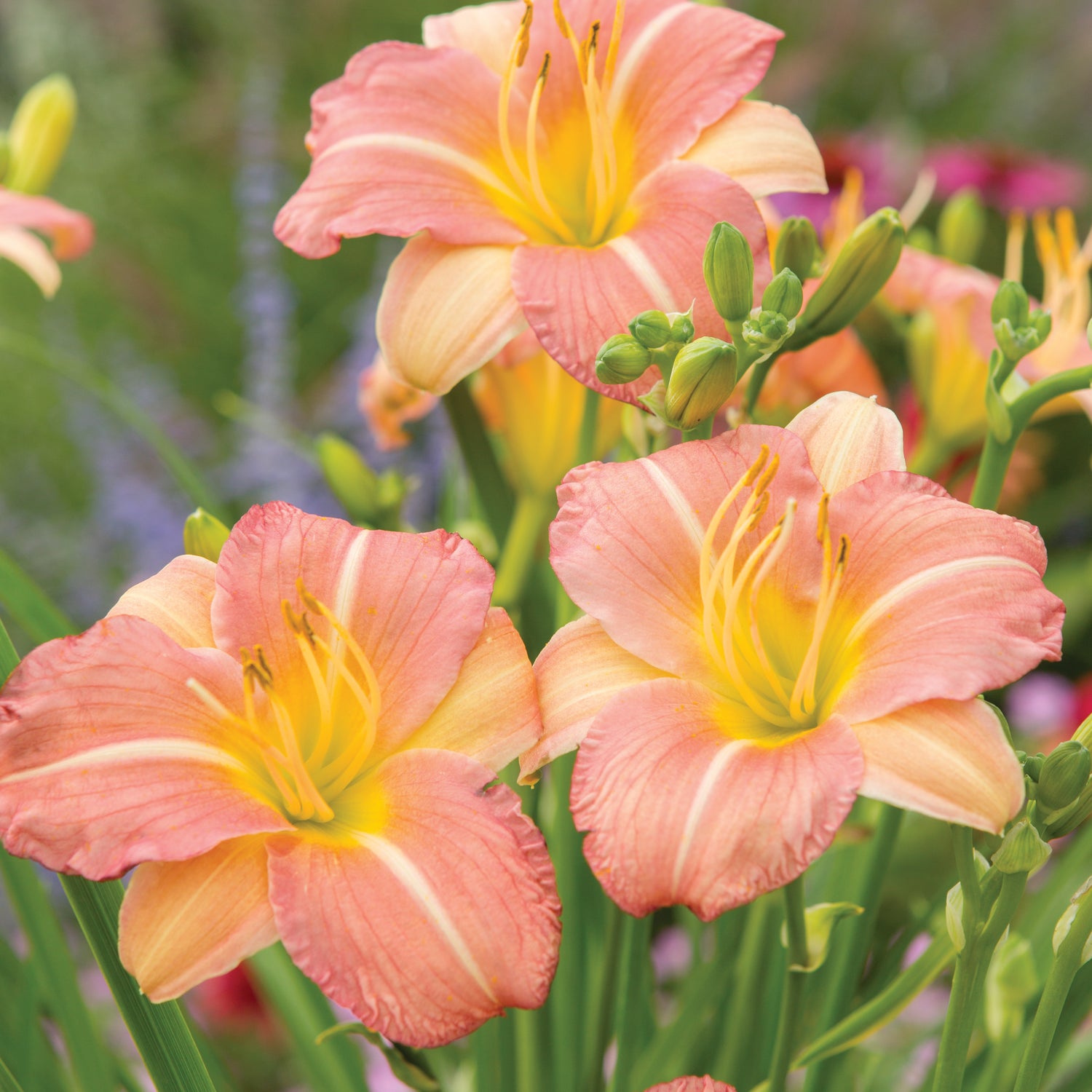 3 kpl Tarhapäivänlilja ’Pink Cream’