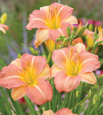 3 kpl Tarhapäivänlilja ’Pink Cream’