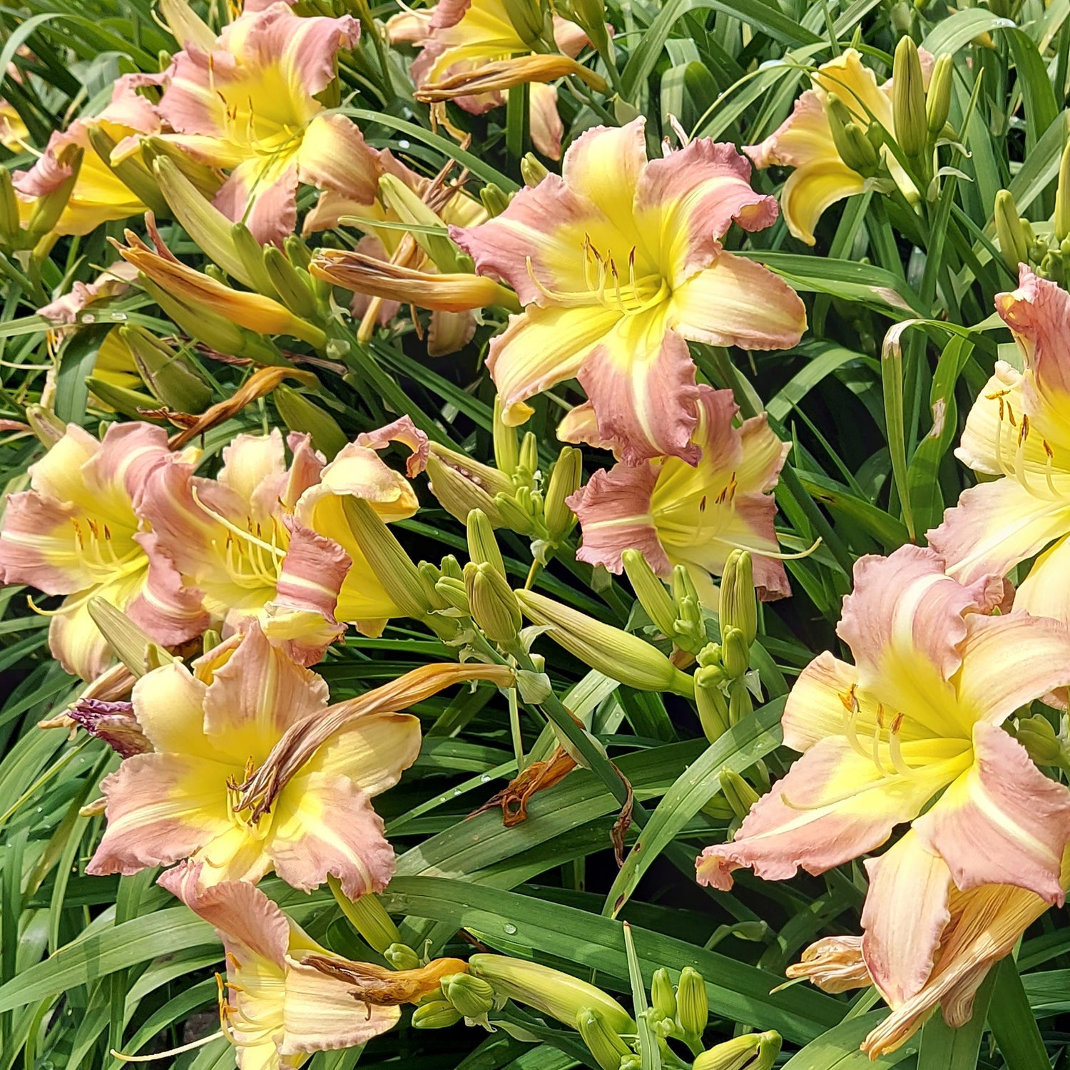 3 kpl Tarhapäivänlilja ’Pink Cream’