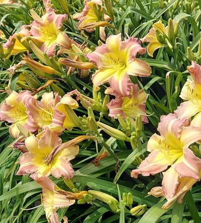3 kpl Tarhapäivänlilja ’Pink Cream’