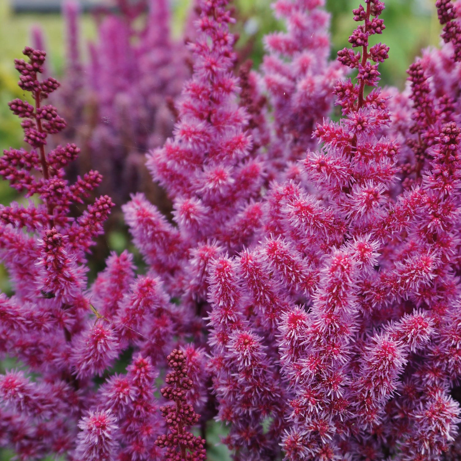 1 kpl Jaloangervo ’Purple Rain’