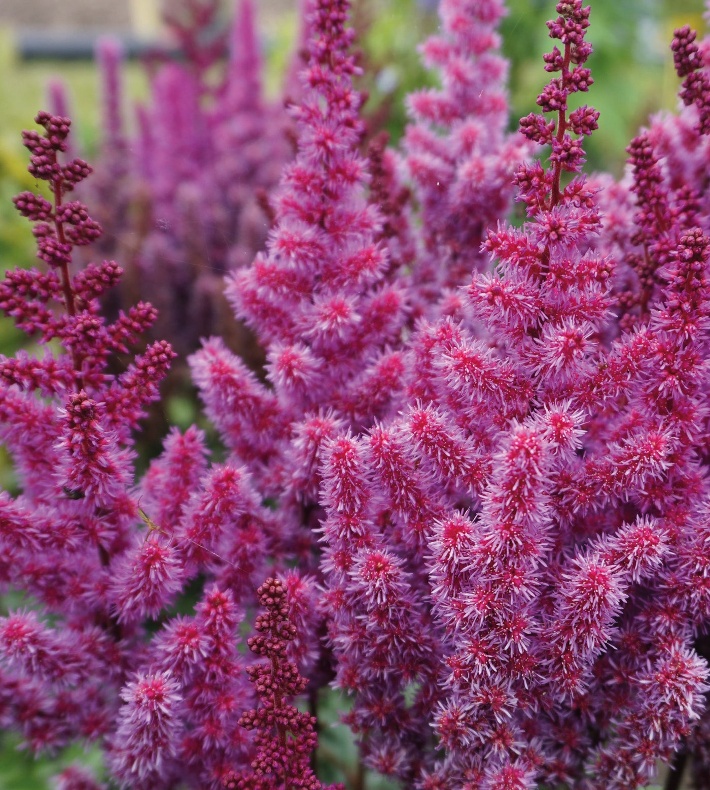 1 kpl Jaloangervo ’Purple Rain’