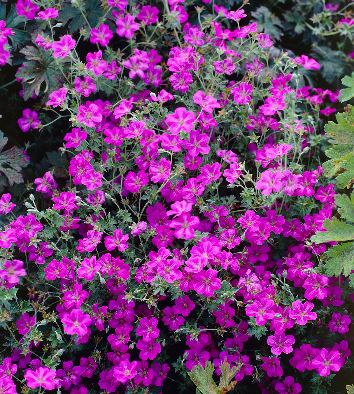 3 kpl Kurjenpolvi ’Russel Prichard’
