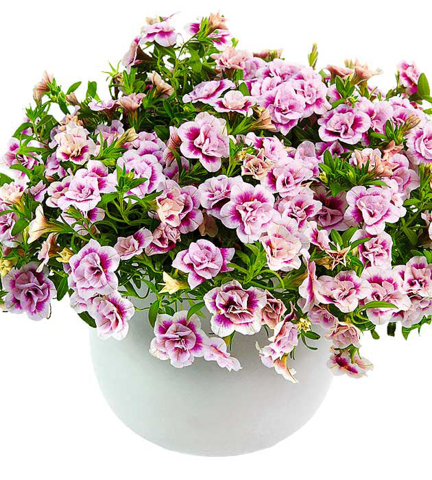 Miljoonakello 'Double Pink Tastic' 4 kpl