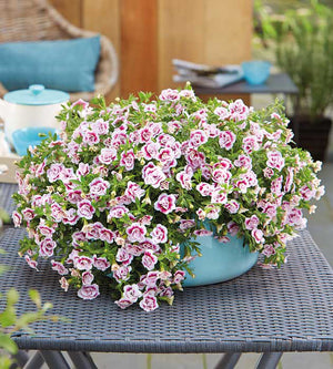 Miljoonakello 'Double Pink Tastic' 4 kpl