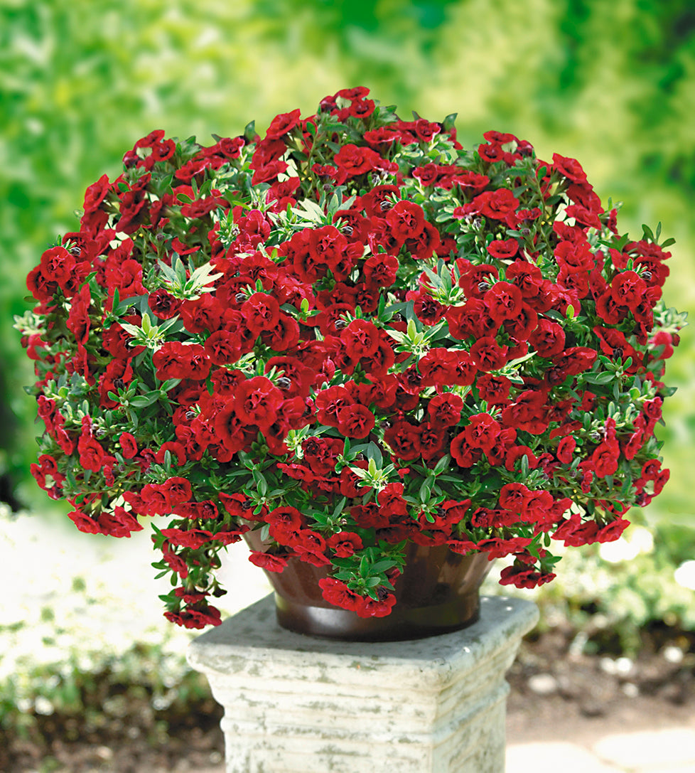 5 kpl Miljoonakello 'Double Red'