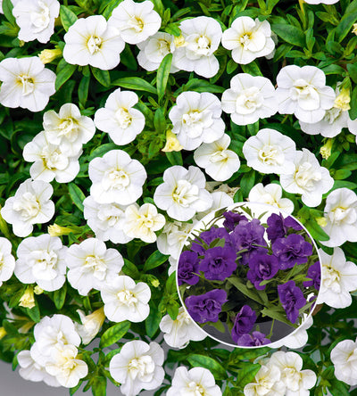 4 kpl Miljoonakello lajitelma