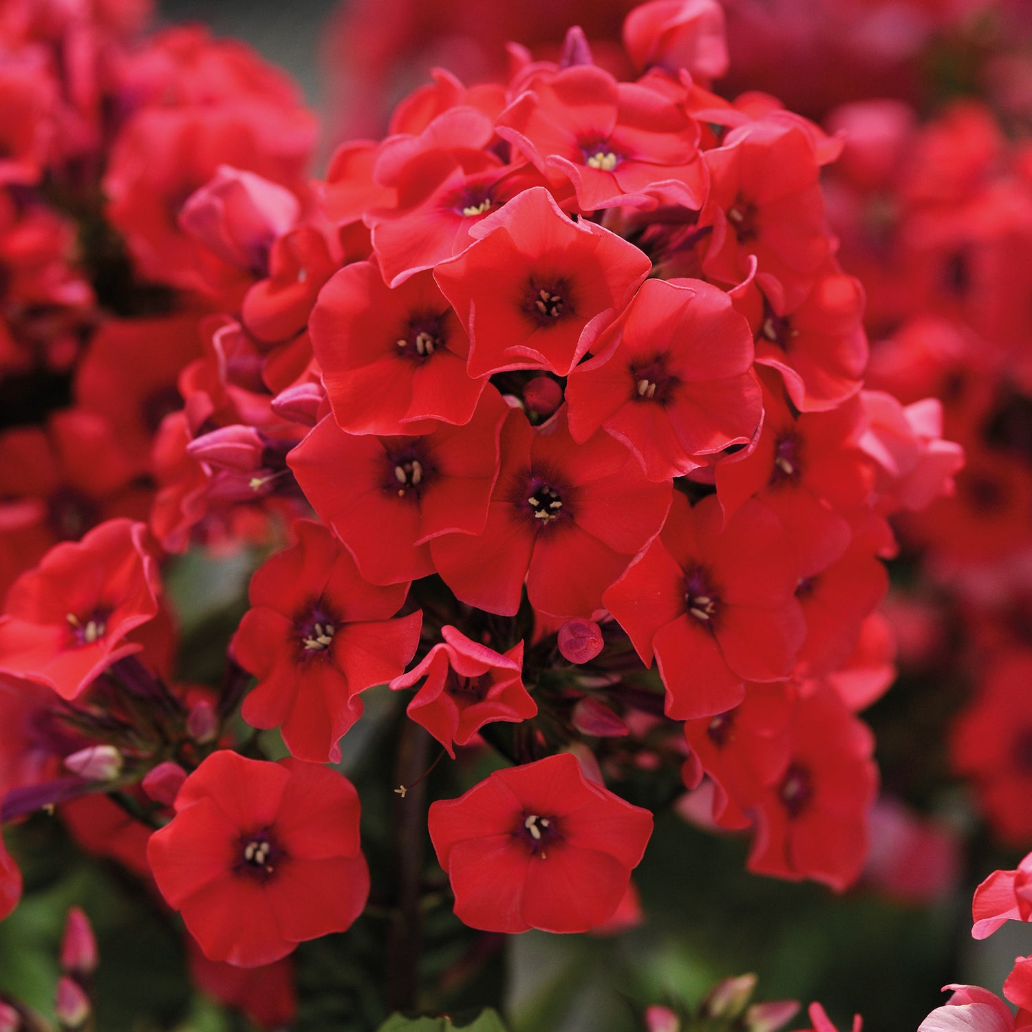3 kpl Syysleimu 'Tequila Sunrise'