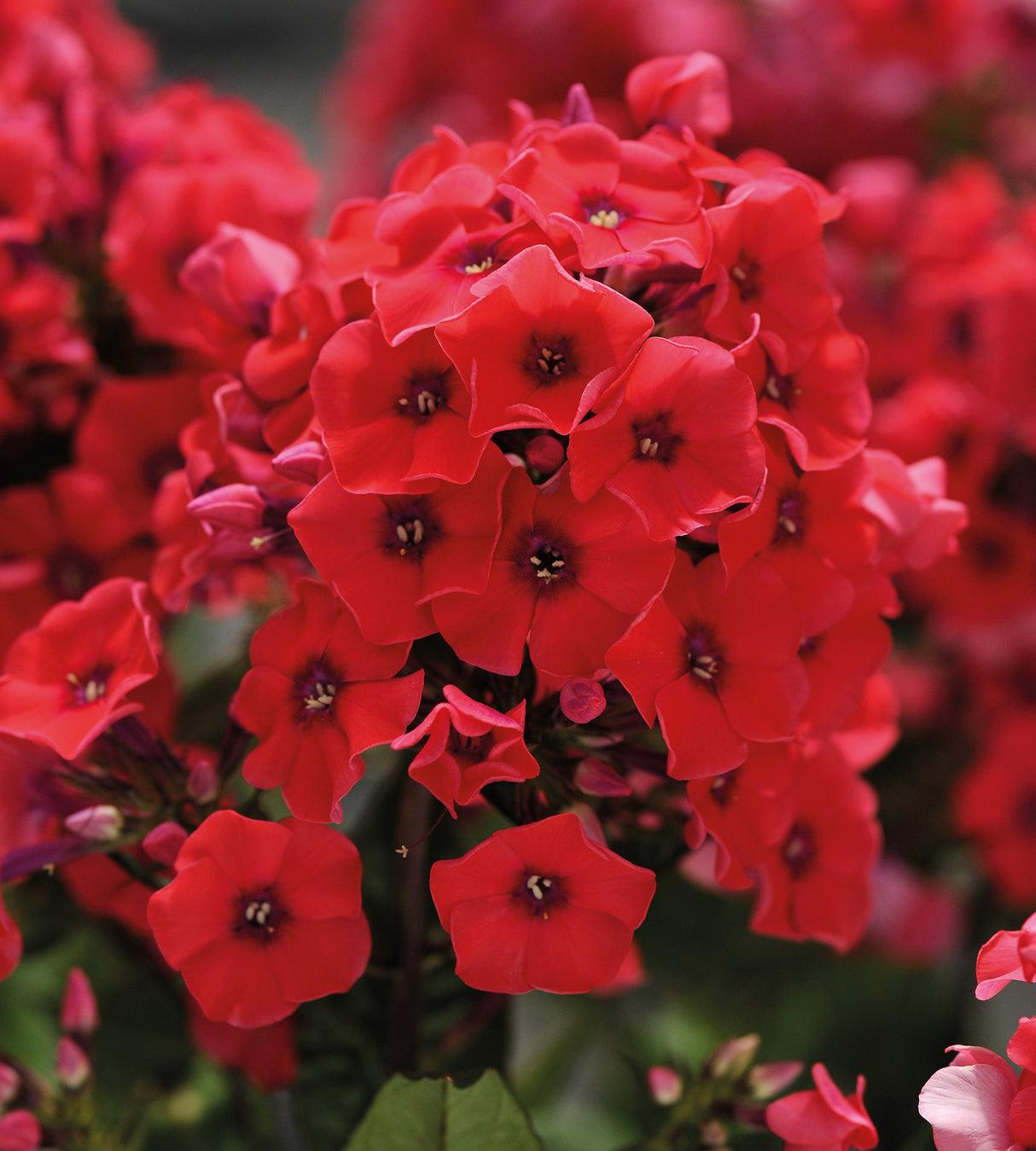 3 kpl Syysleimu 'Tequila Sunrise'