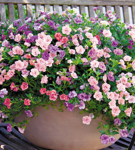 Miljoonakello 'Pink Petticoat' 4 kpl