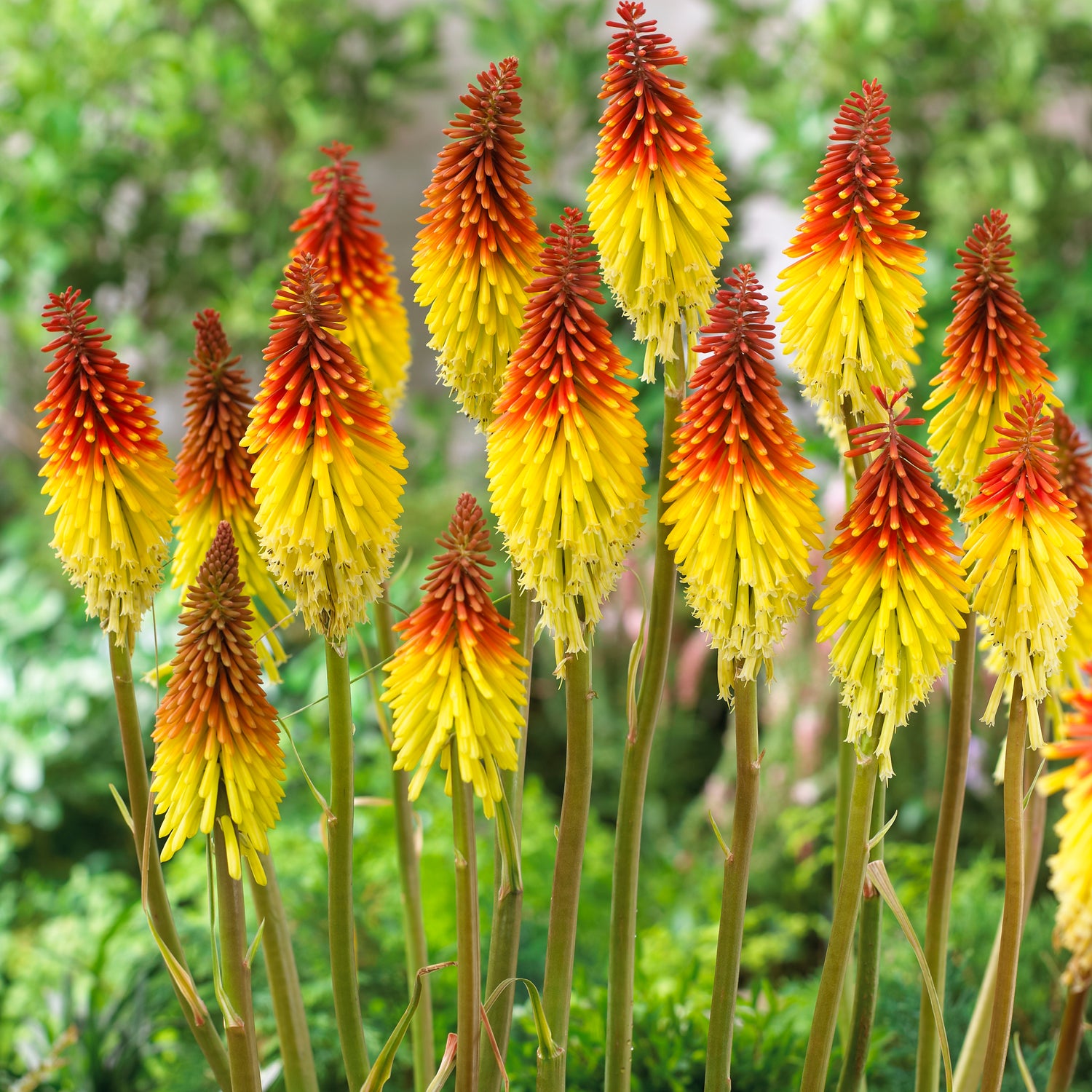 3 kpl Soihtulilja Royal Castle Hybrids