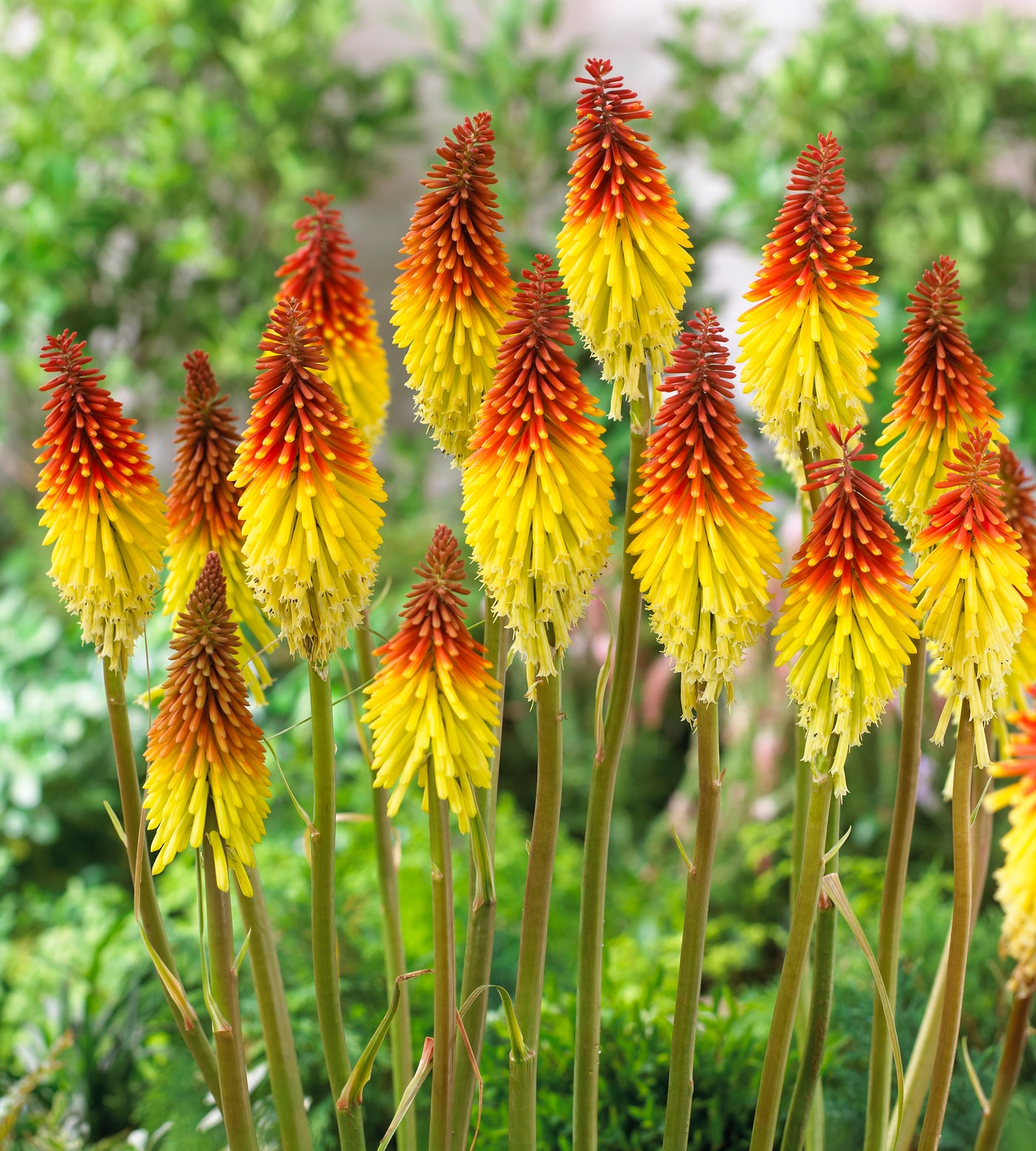 3 kpl Soihtulilja Royal Castle Hybrids