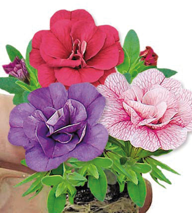 Miljoonakello 'Pink Petticoat' 4 kpl