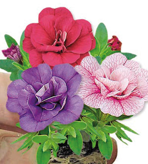 Miljoonakello 'Pink Petticoat' 4 kpl