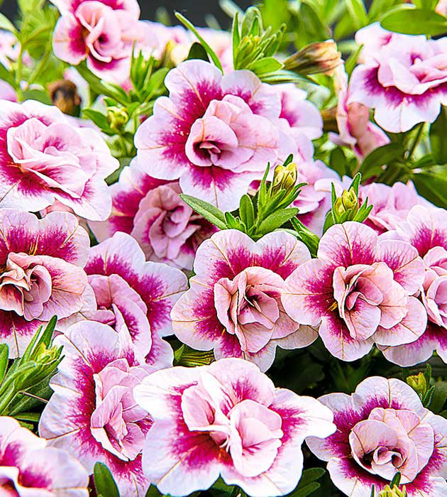 Miljoonakello 'Double Pink Tastic' 4 kpl