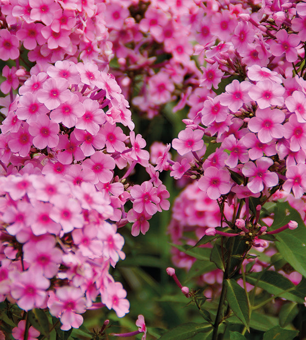 3 kpl Syysleimu 'Flame Pink'