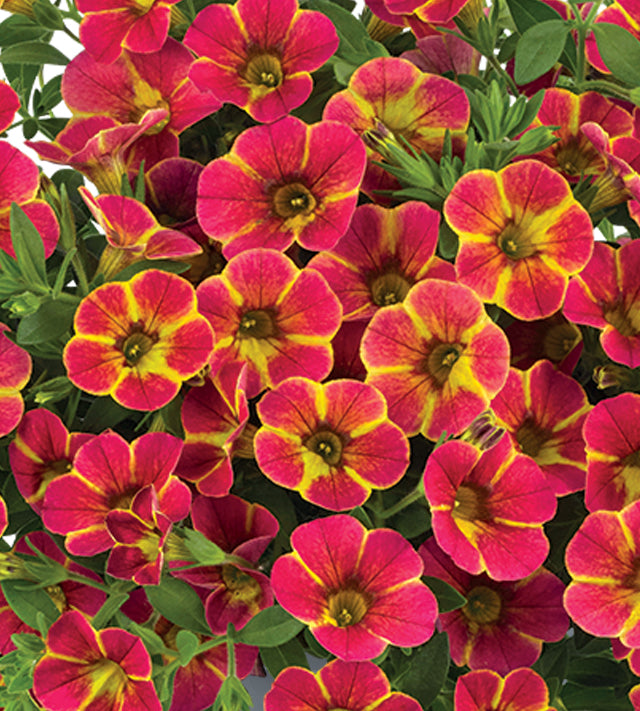 4 kpl Miljoonakello 'Diva Orange'