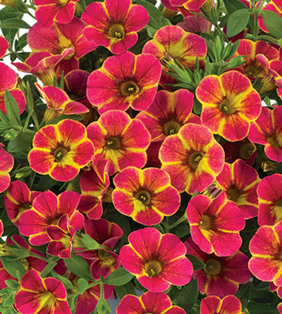 4 kpl Miljoonakello 'Diva Orange'