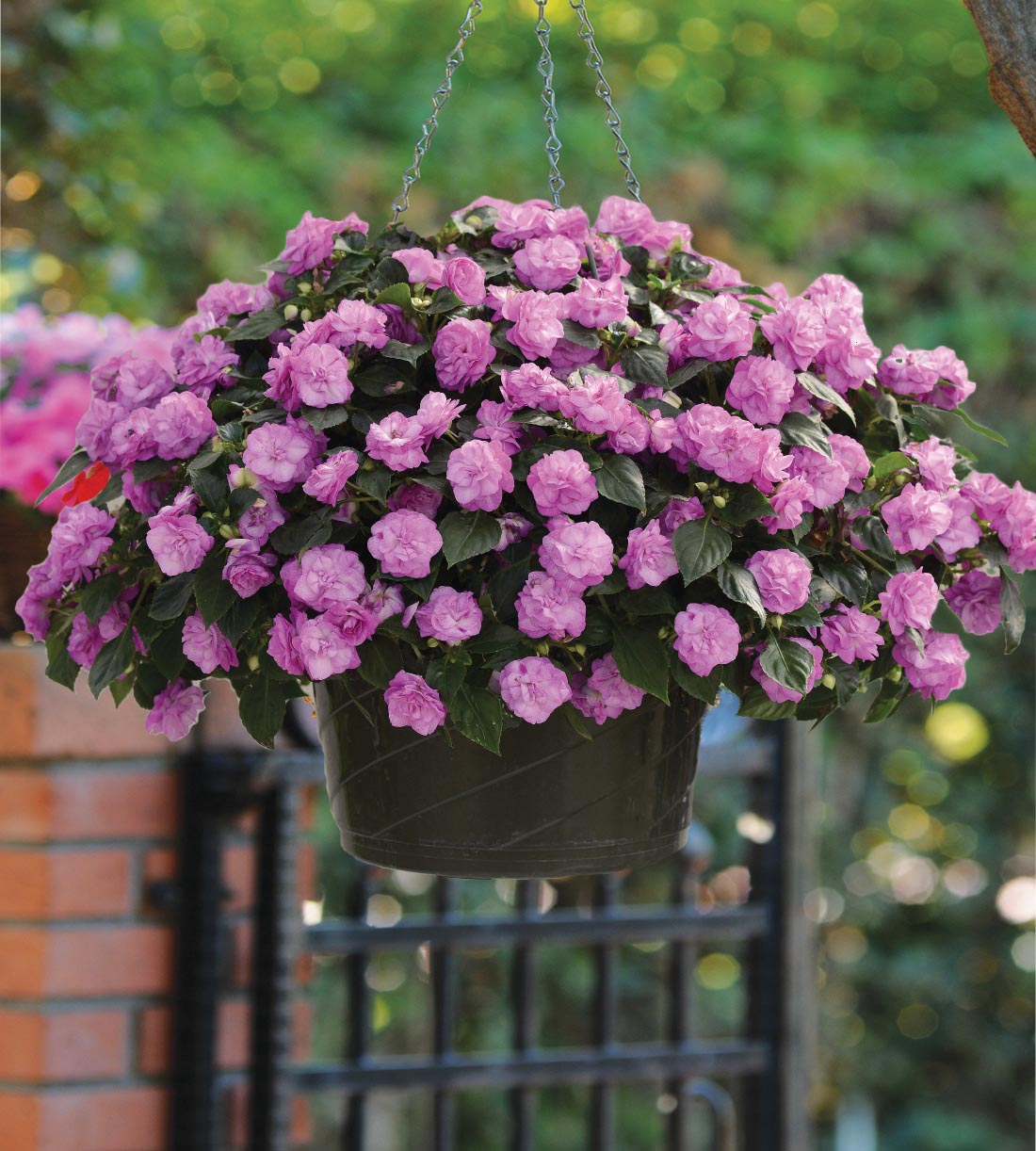 4 kpl Ahkeraliisa ’Fiesta Bonita Lavender’