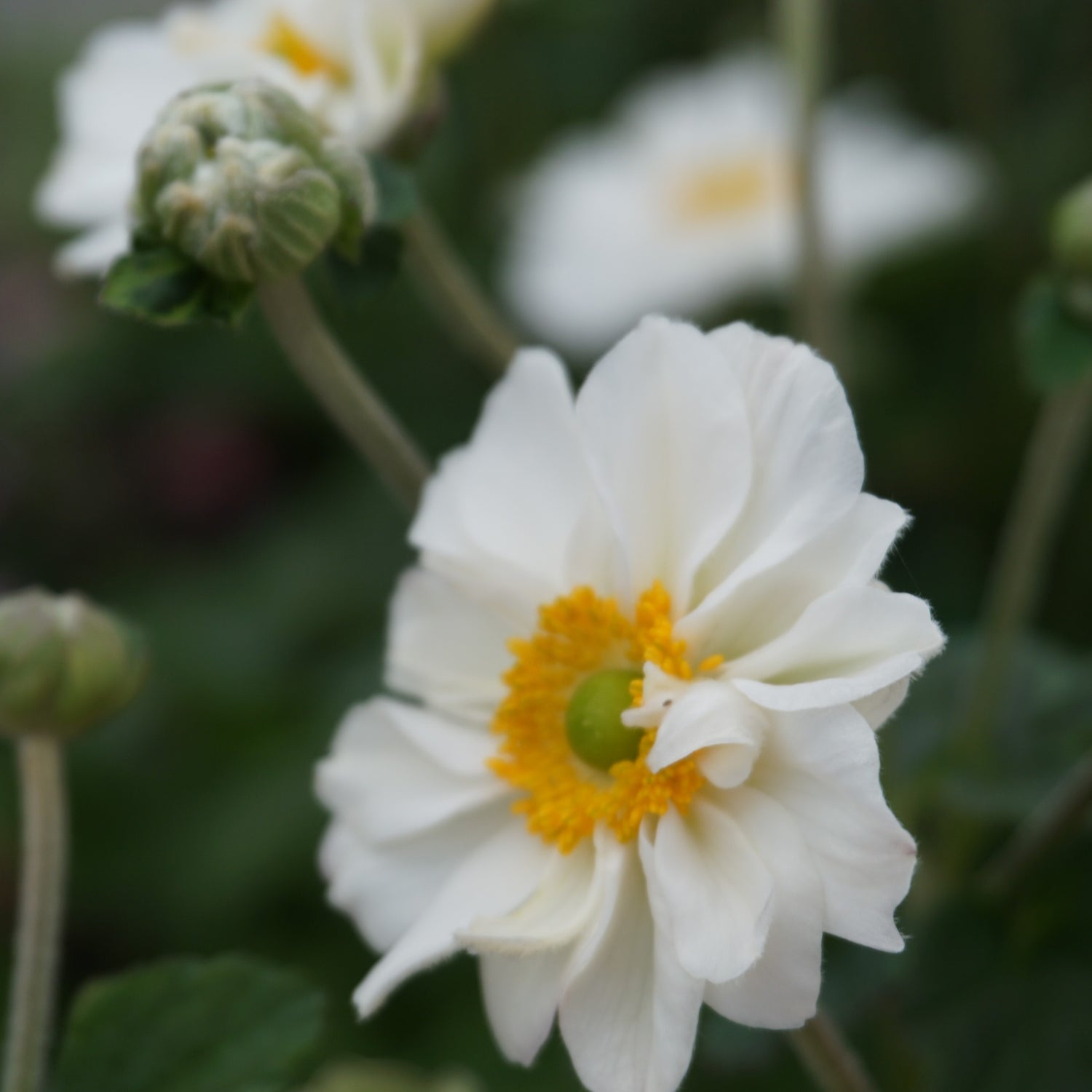3 kpl Tarhasyysvuokko ’Whirlwind’