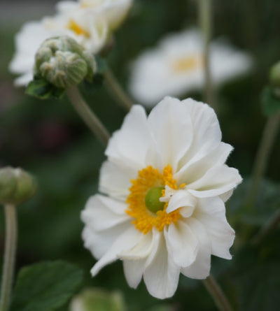 3 kpl Tarhasyysvuokko ’Whirlwind’