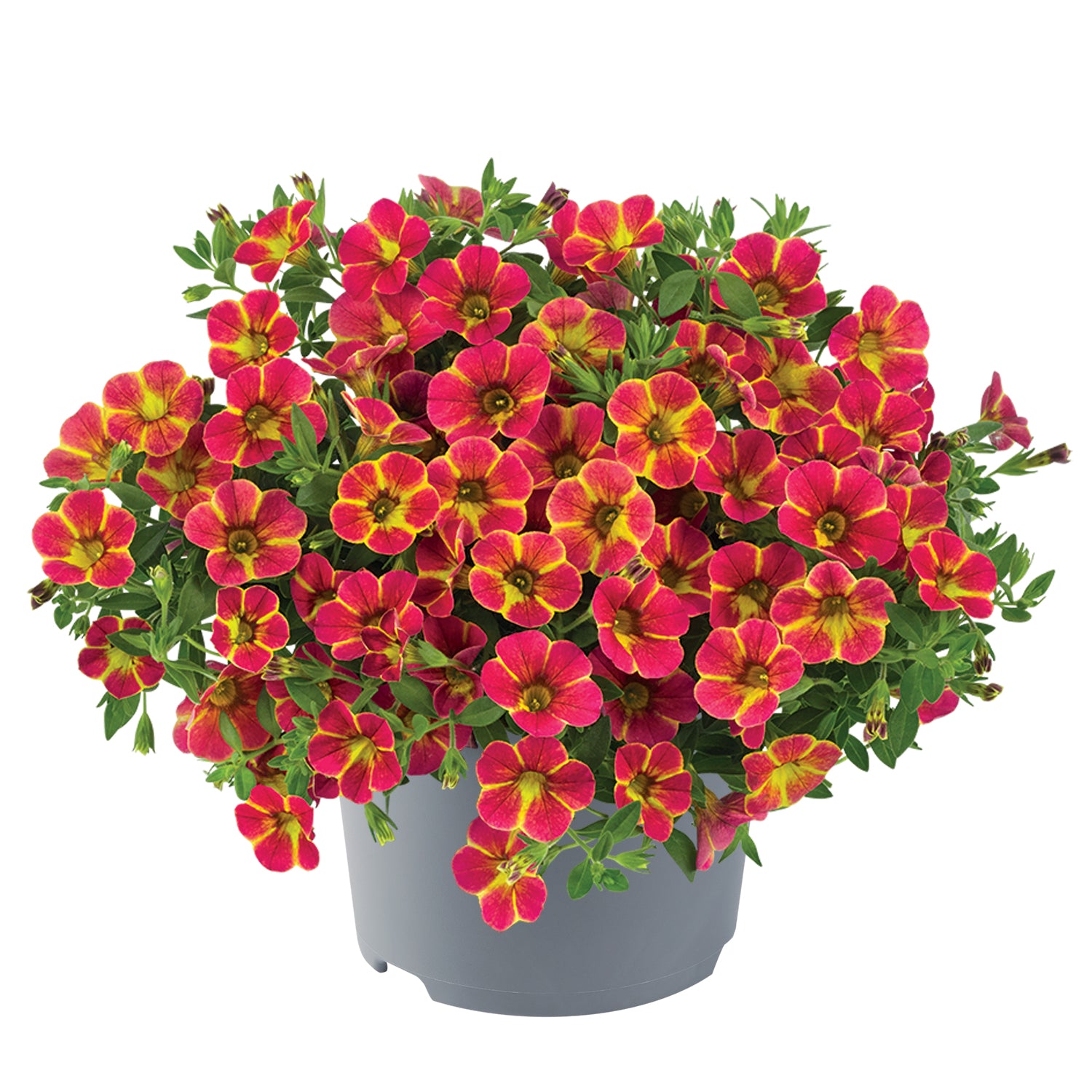4 kpl Miljoonakello 'Diva Orange'