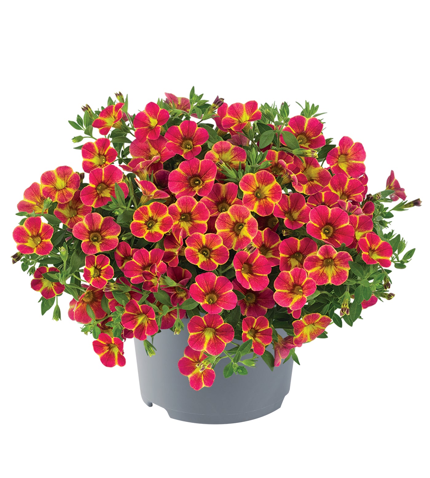 4 kpl Miljoonakello 'Diva Orange'